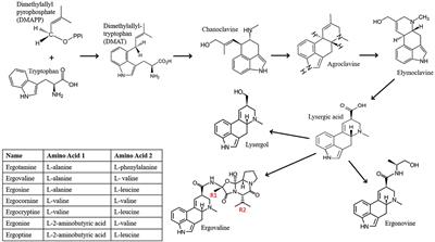 Endophyte Infected Tall Fescue: Plant Symbiosis to Animal Toxicosis